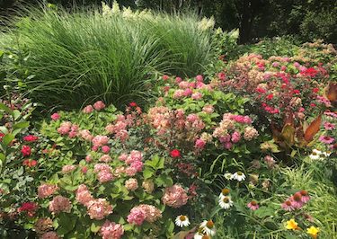 Flowers in Roosevelt Park